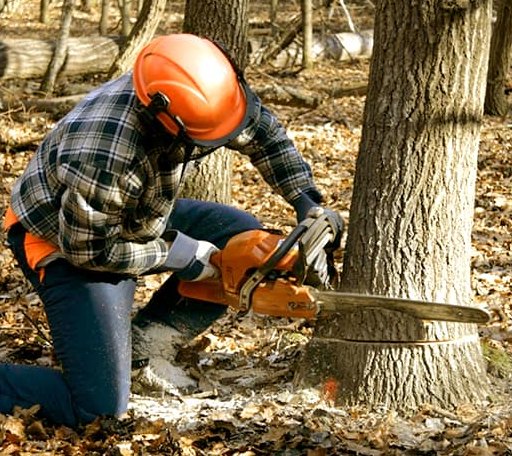Tree Removal in Farmingdale, ME